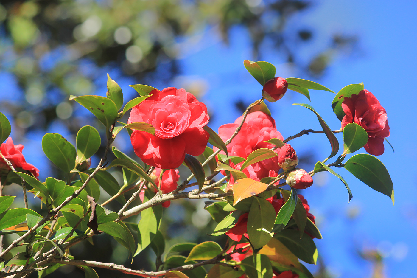 Изображение особи Camellia japonica.