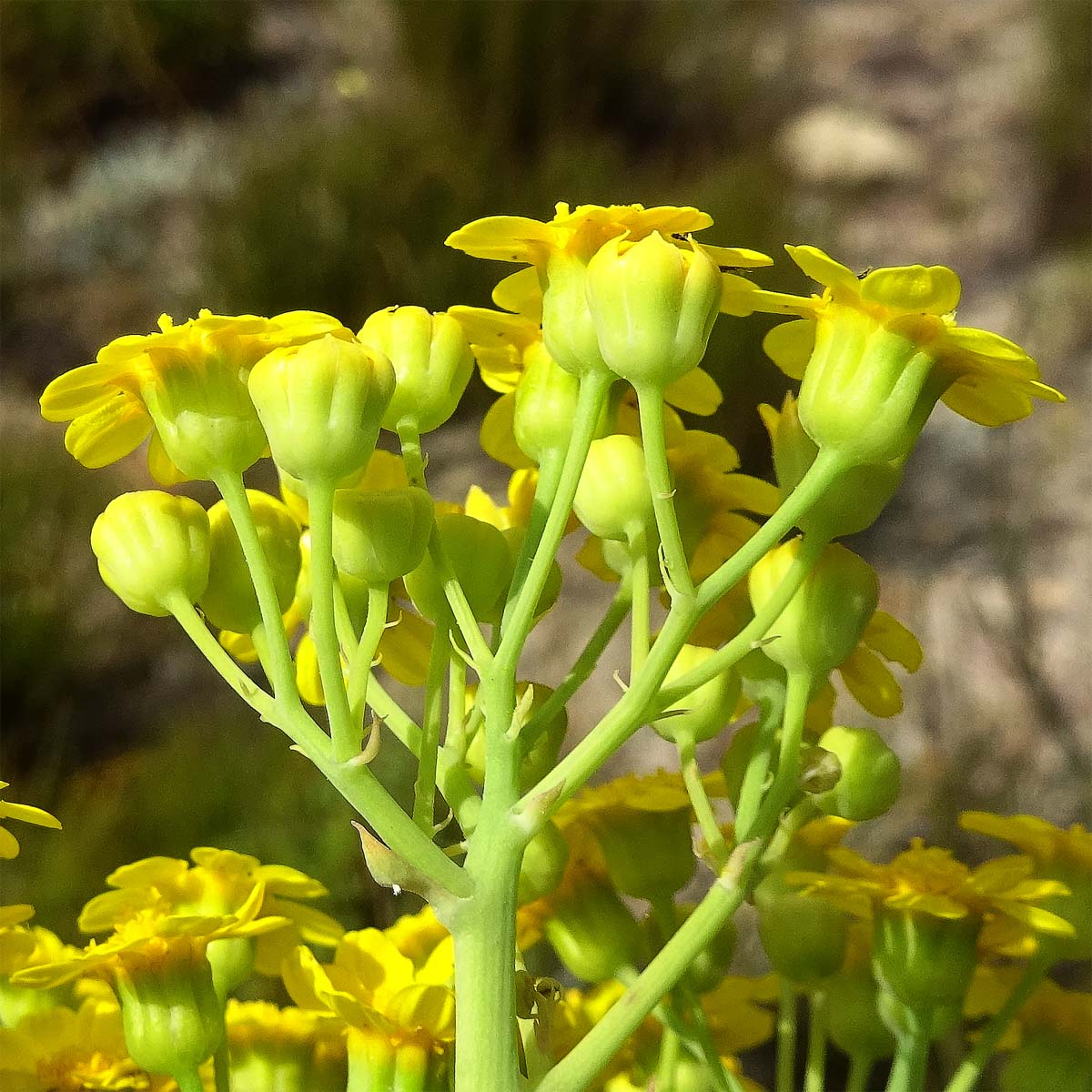 Image of Othonna parviflora specimen.