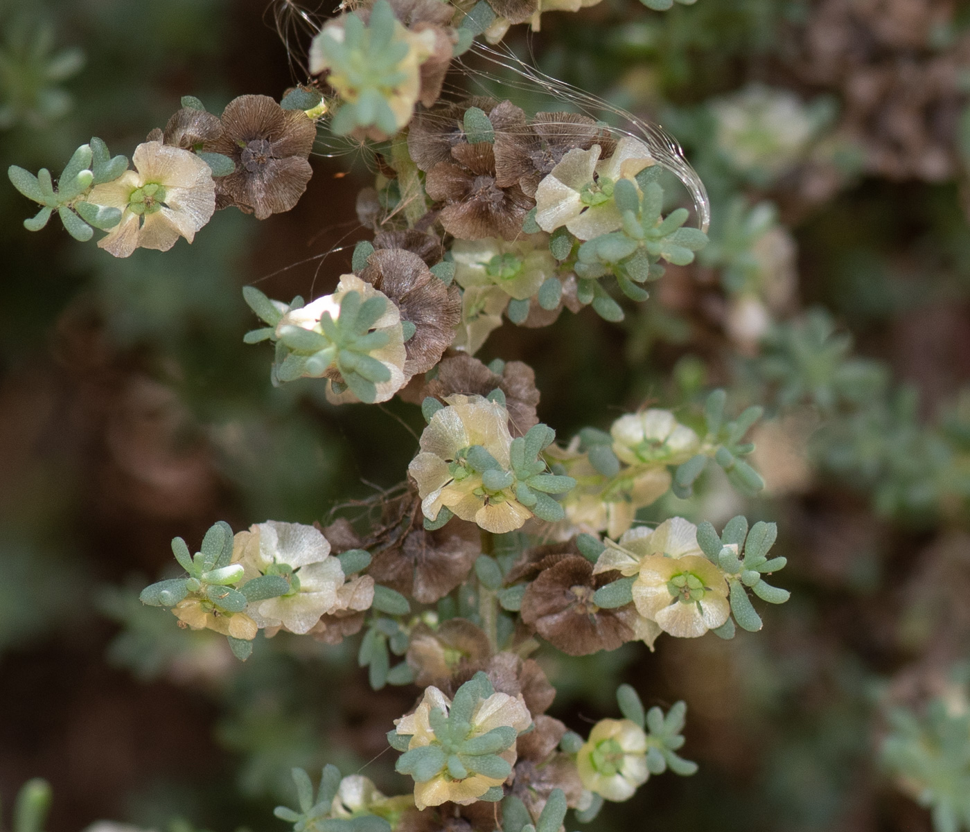 Image of Maireana brevifolia specimen.