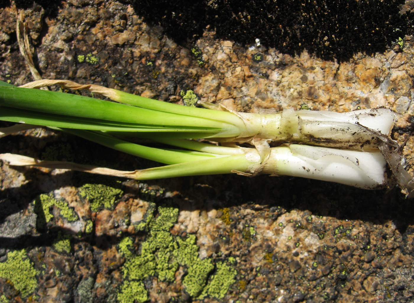 Image of Allium nutans specimen.