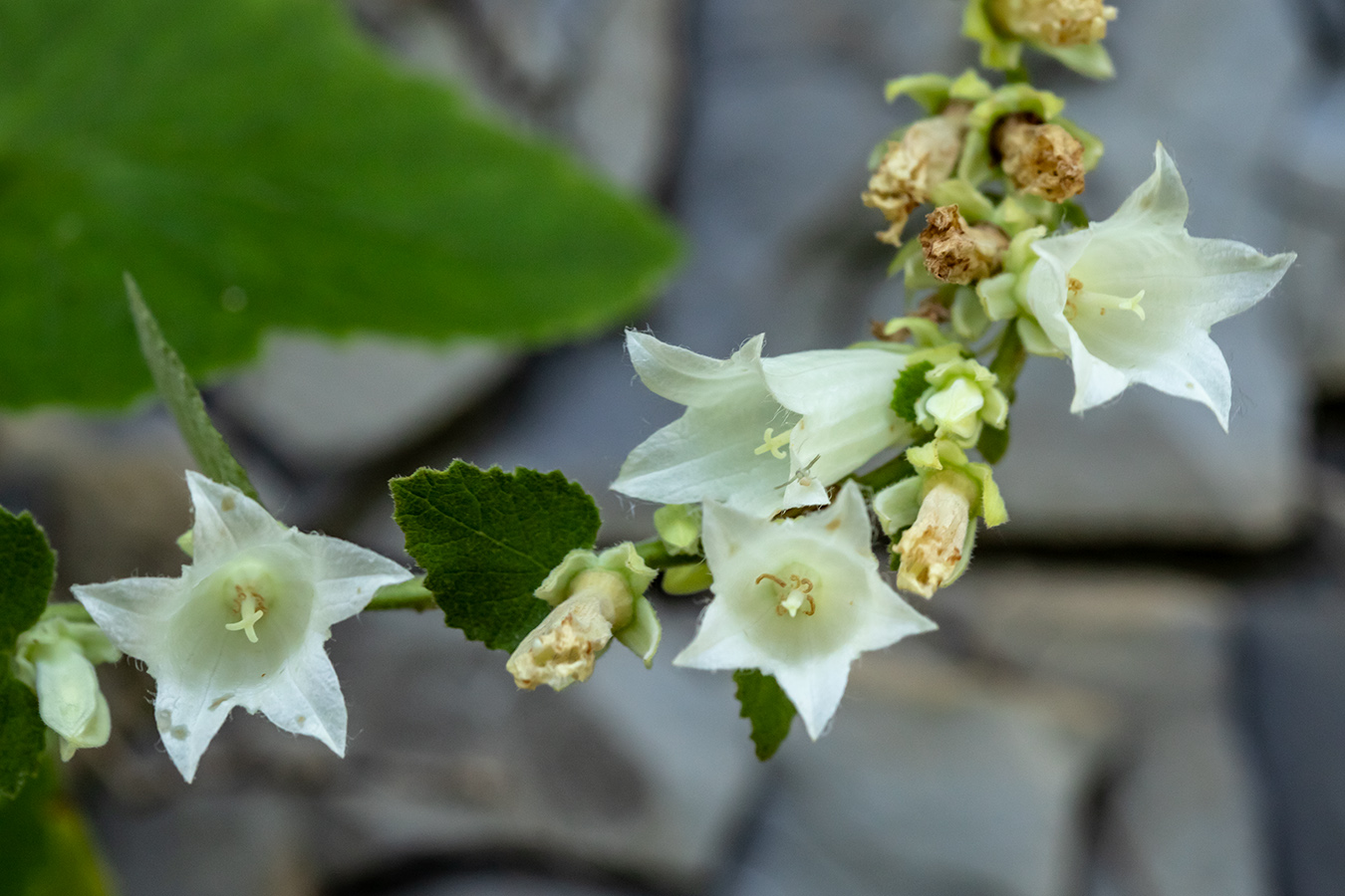 Image of Campanula alliariifolia specimen.