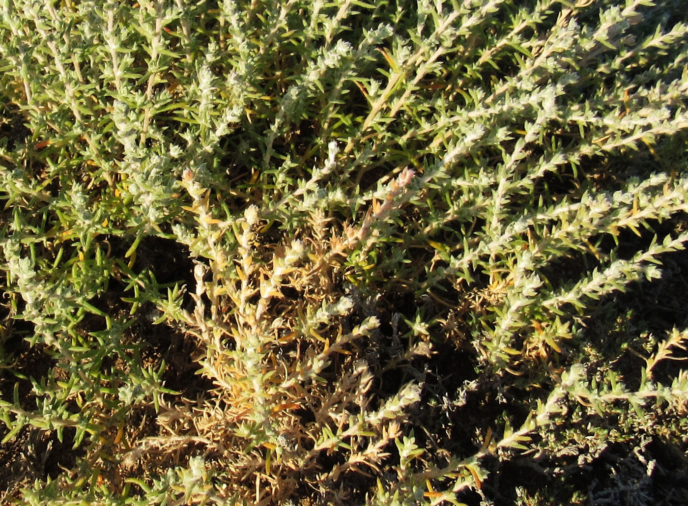 Image of Bassia prostrata specimen.