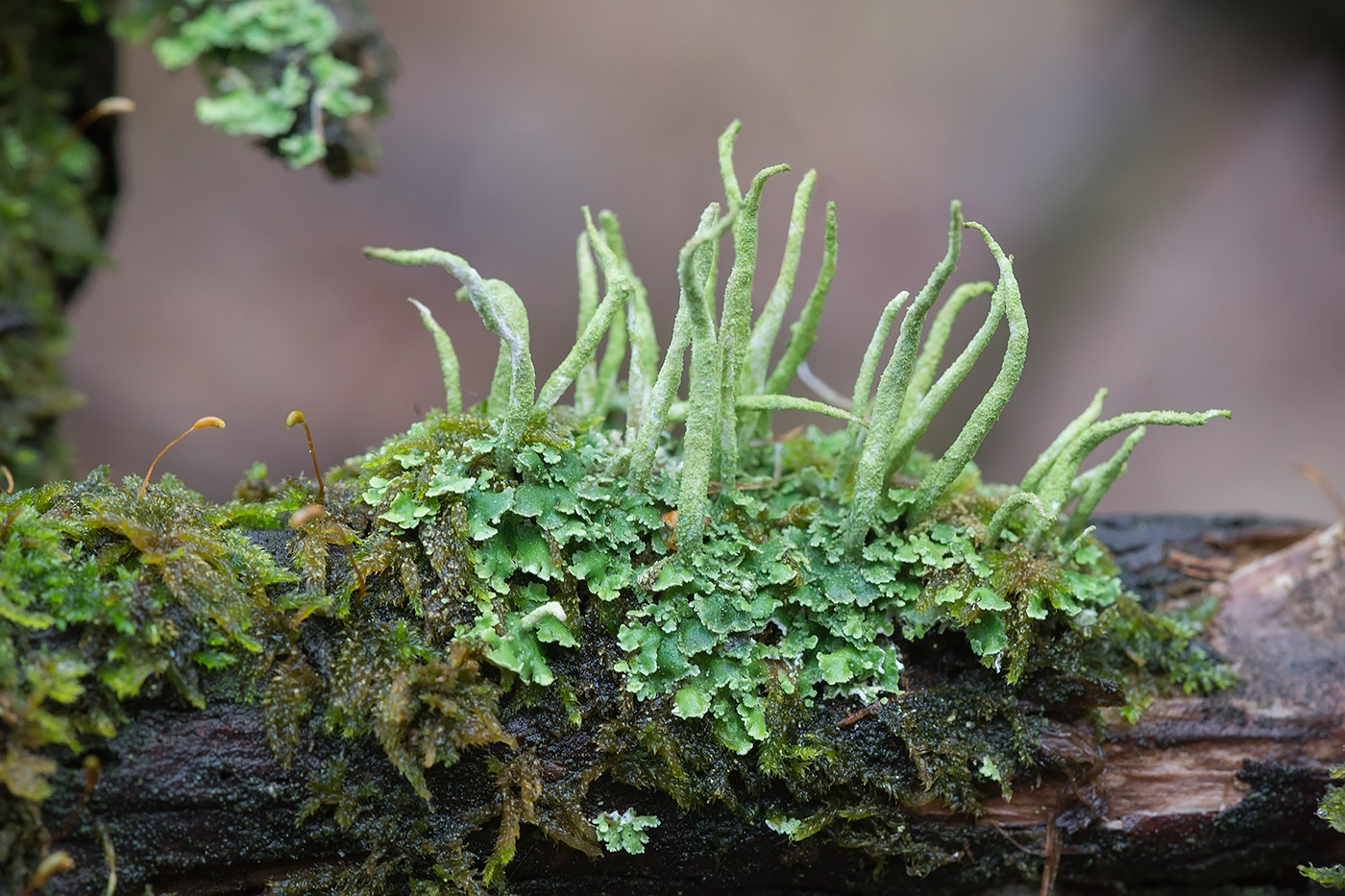 Изображение особи Cladonia coniocraea.