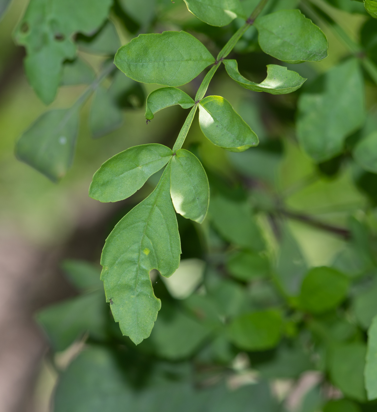 Изображение особи Tecoma fulva ssp. arequipensis.