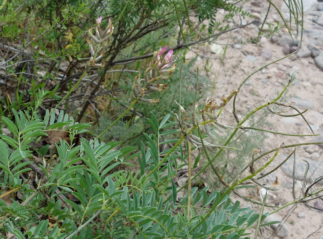 Изображение особи Astragalus fedtschenkoanus.