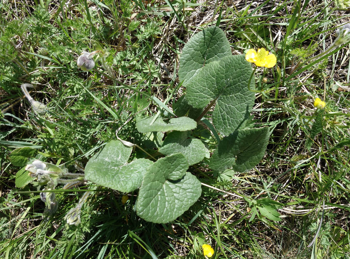 Изображение особи Ligularia thomsonii.