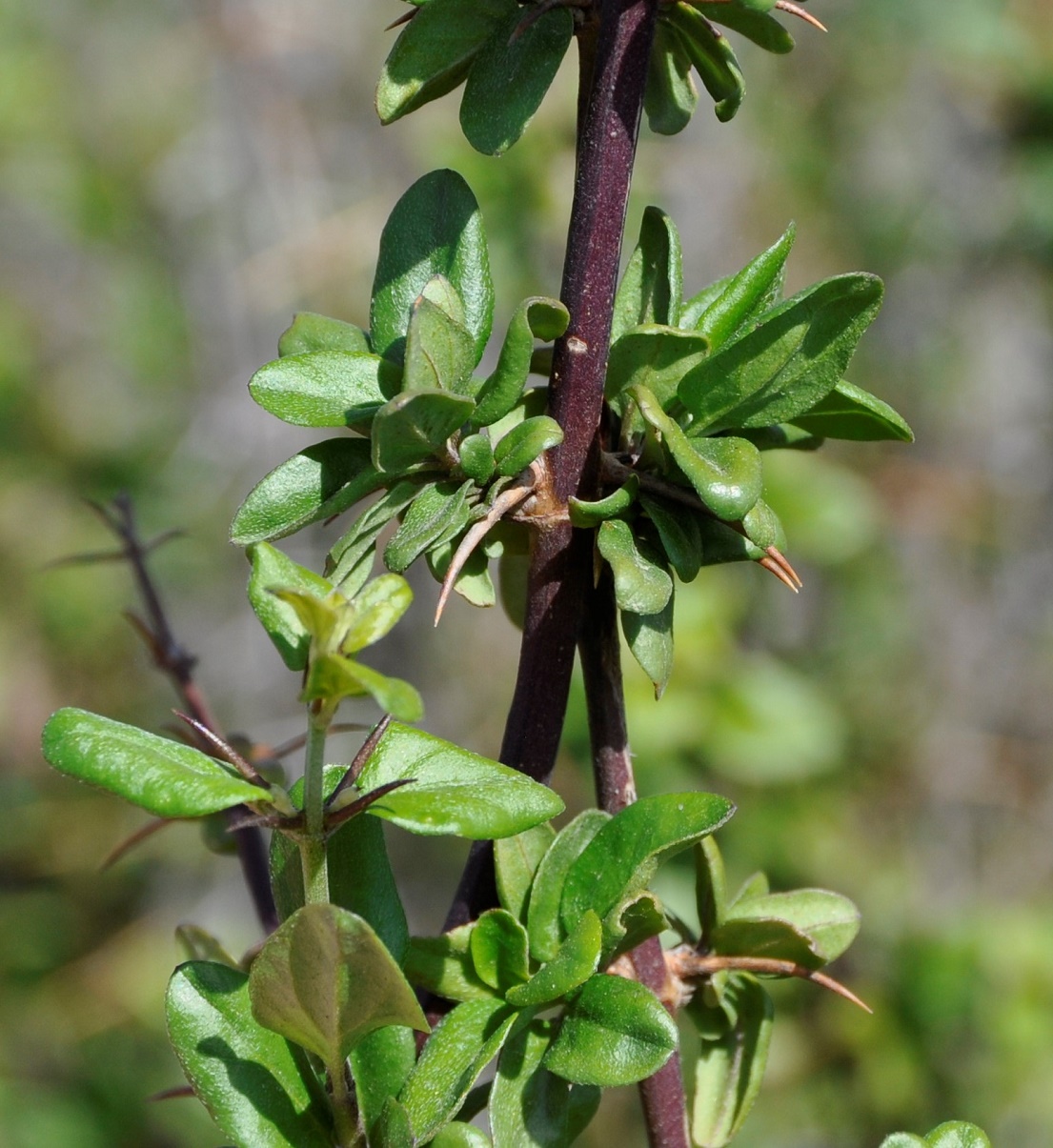 Изображение особи Acanthoprasium integrifolium.