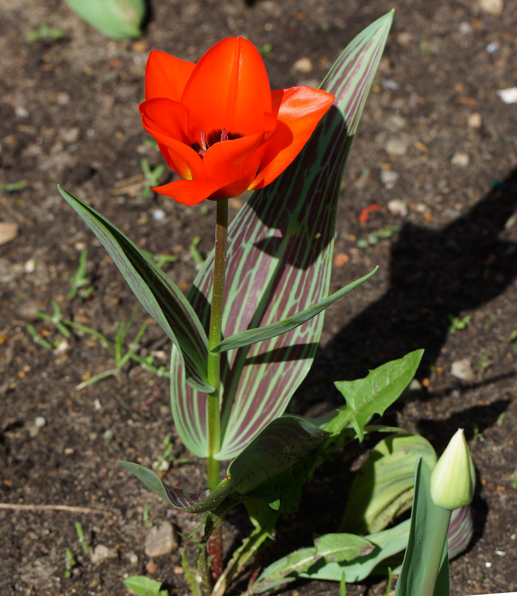 Image of Tulipa greigii specimen.