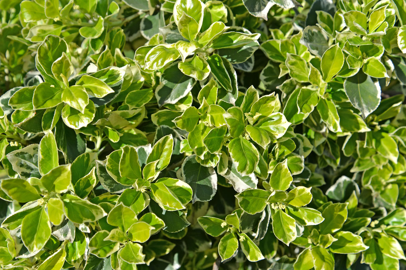 Image of Euonymus japonicus specimen.