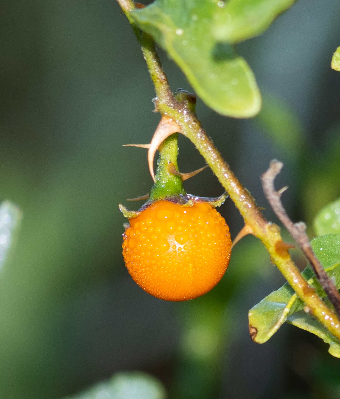 Image of Solanum capense specimen.