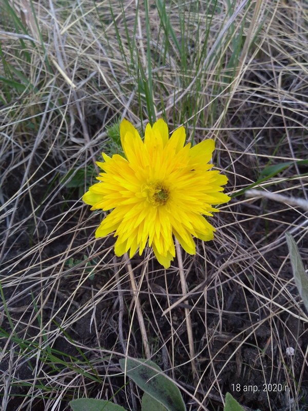 Image of Adonis vernalis specimen.