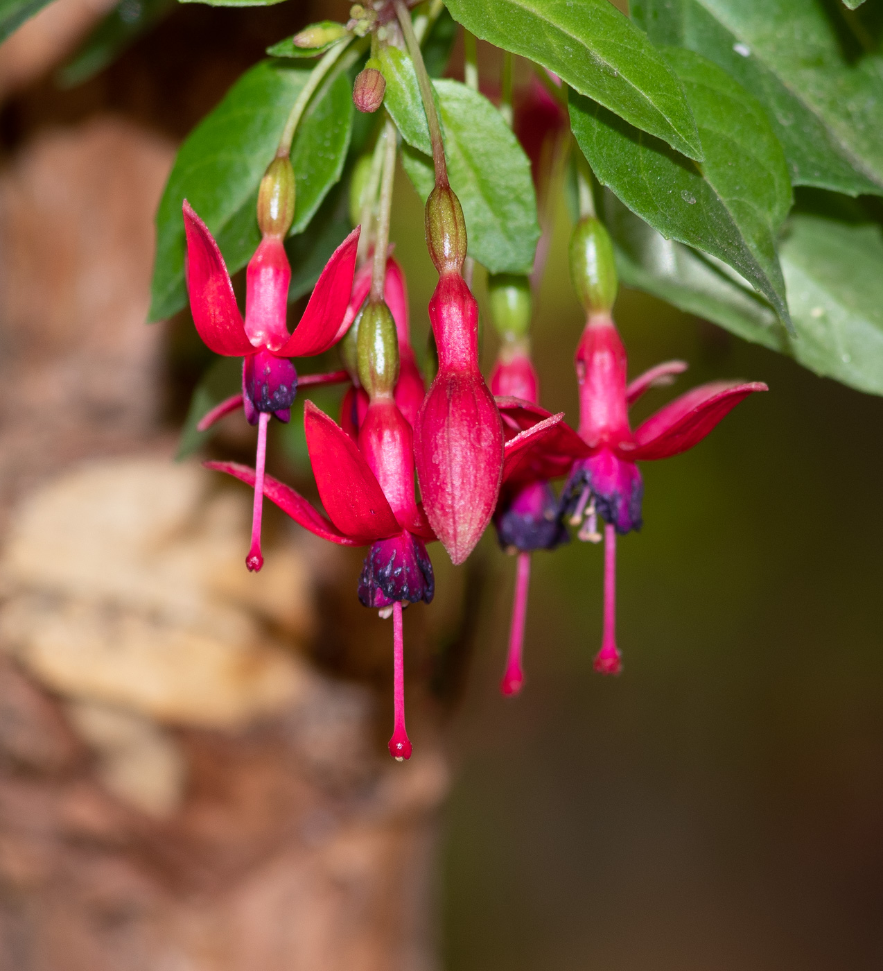 Image of genus Fuchsia specimen.