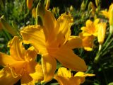 Hemerocallis × hybrida