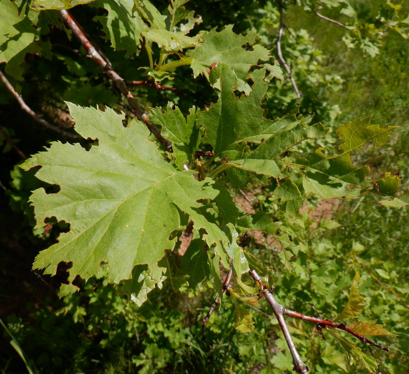 Image of Crataegus chlorocarpa specimen.