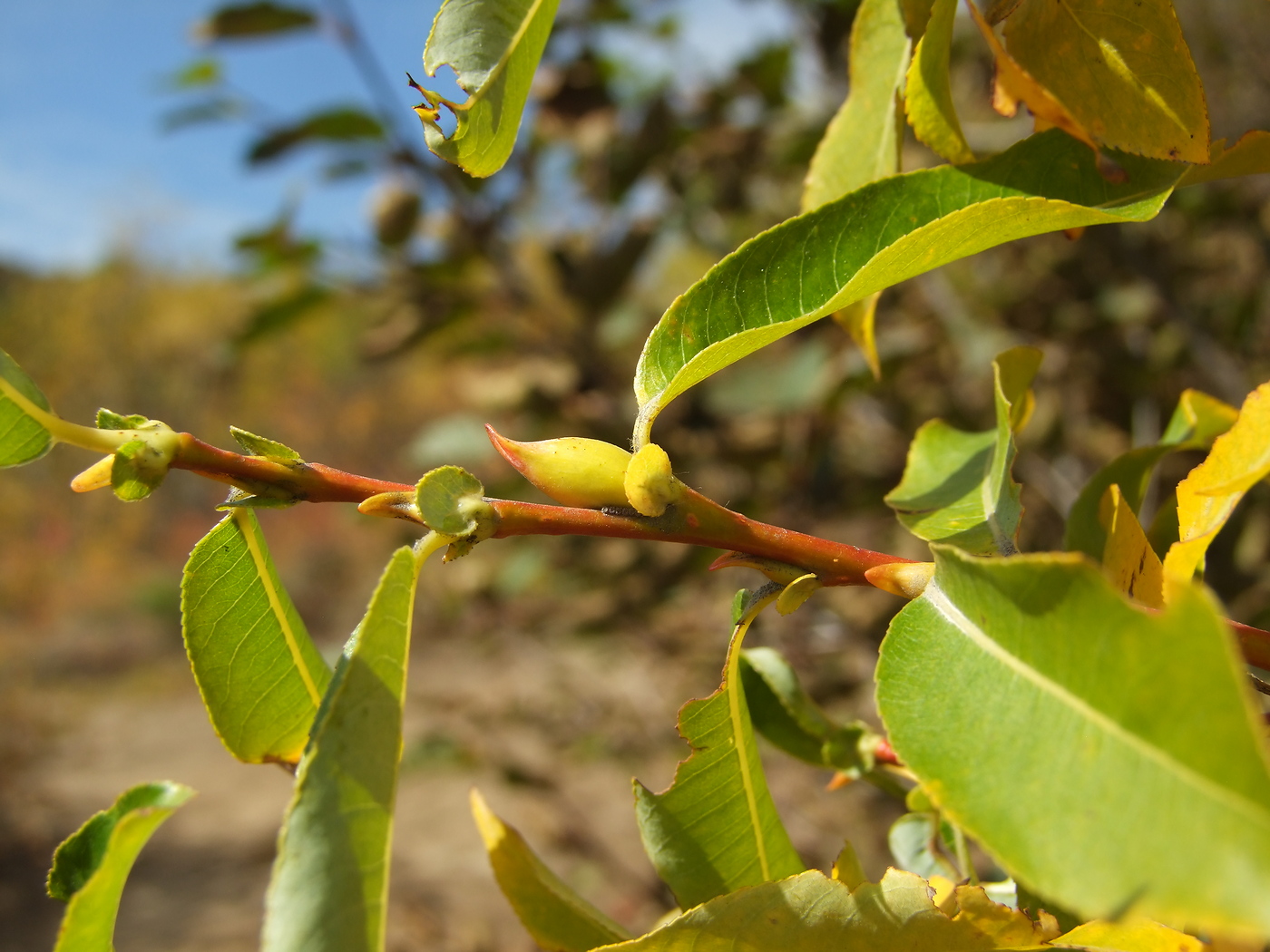 Image of Salix rorida specimen.