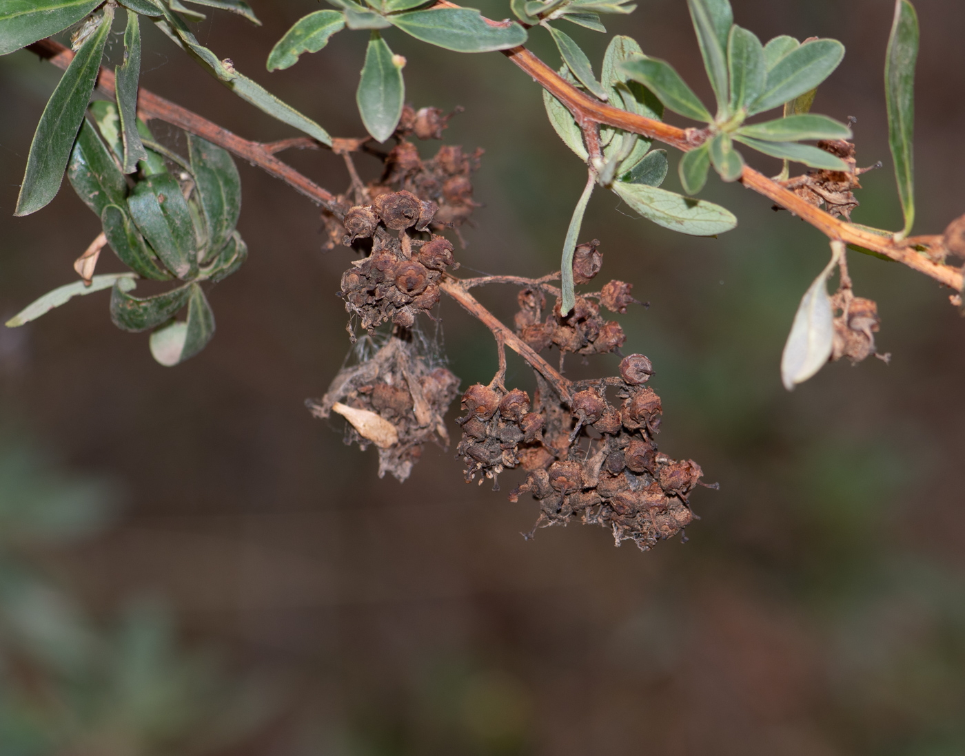 Изображение особи Escallonia paniculata.