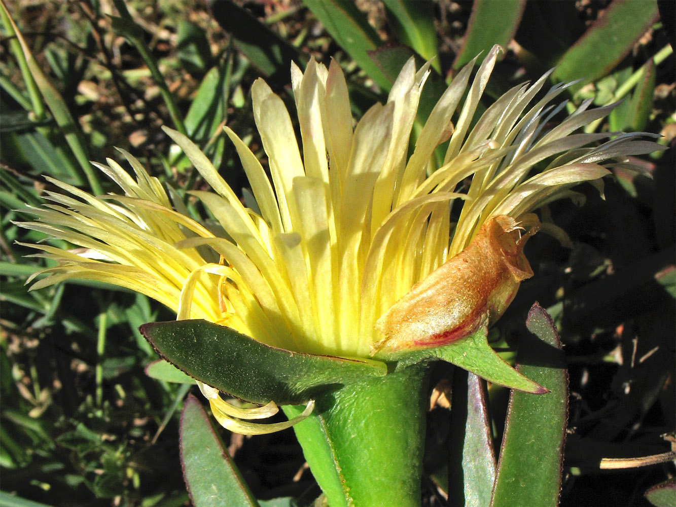 Изображение особи Carpobrotus edulis.