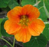 Tropaeolum majus