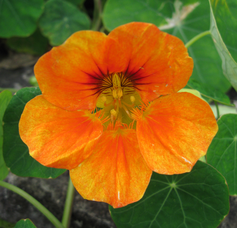 Image of Tropaeolum majus specimen.