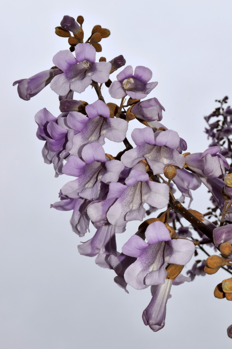 Image of Paulownia tomentosa specimen.