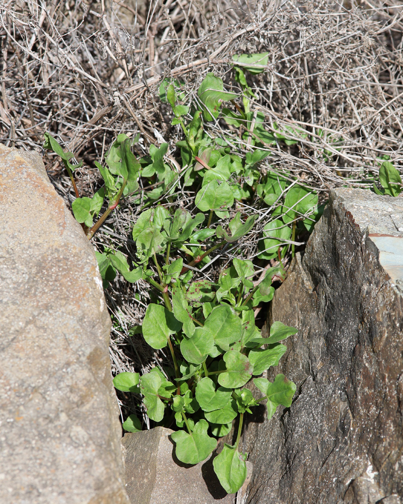 Изображение особи Rumex hastifolius.