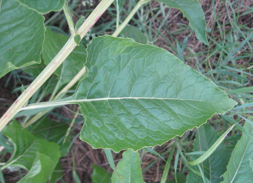 Image of Beta trigyna specimen.