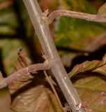 Acalypha wilkesiana