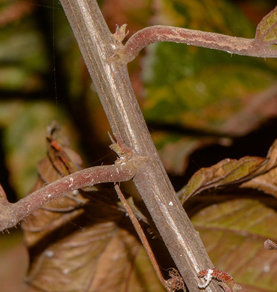 Image of Acalypha wilkesiana specimen.