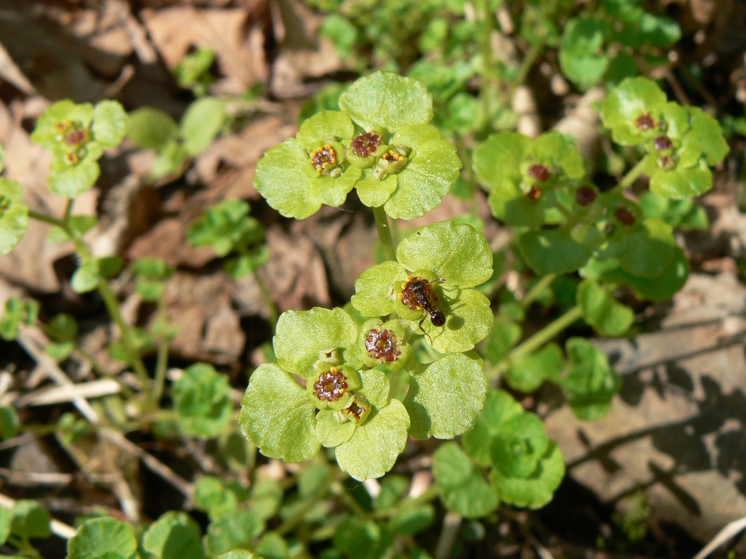 Image of Chrysosplenium ramosum specimen.