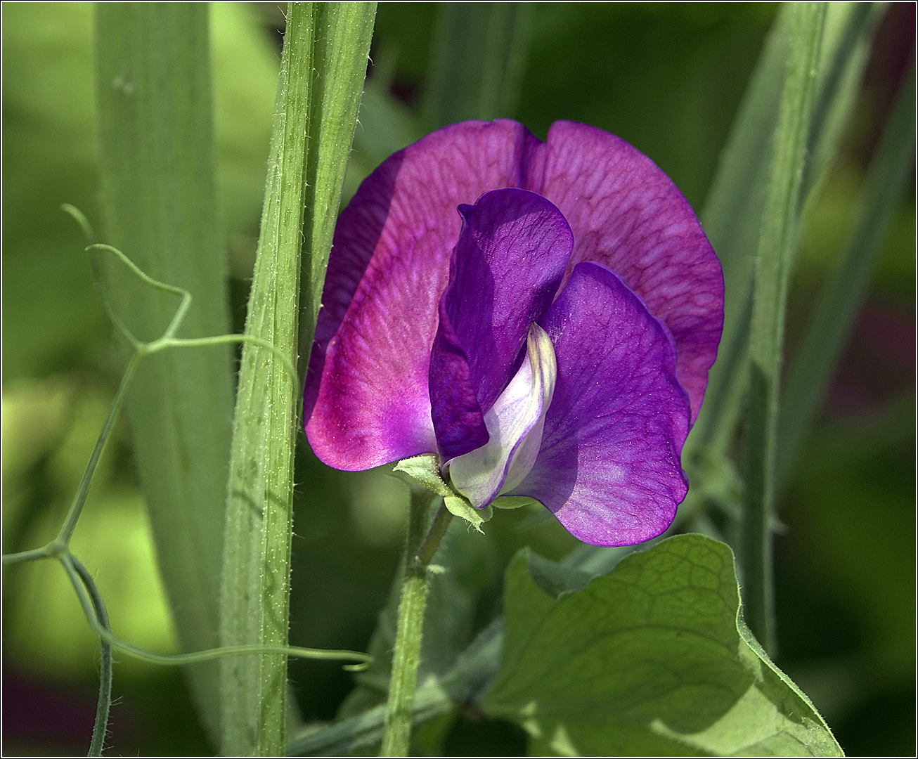 Image of Lathyrus odoratus specimen.