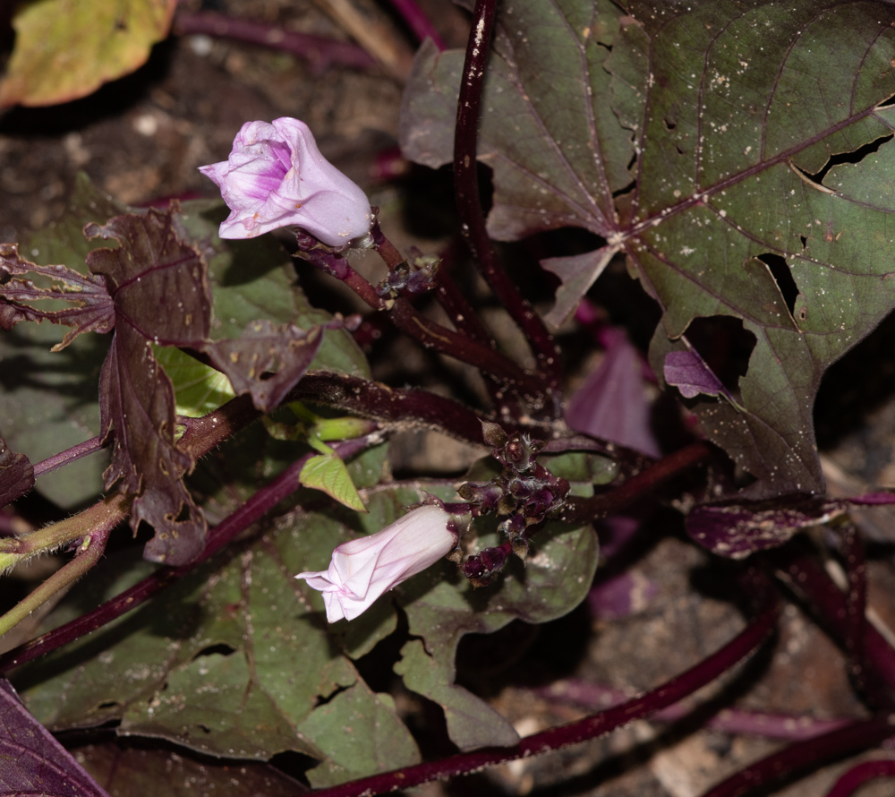 Изображение особи Ipomoea batatas.