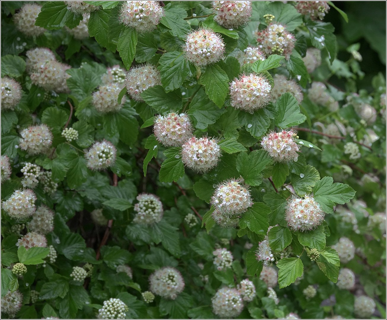 Image of Physocarpus opulifolius specimen.