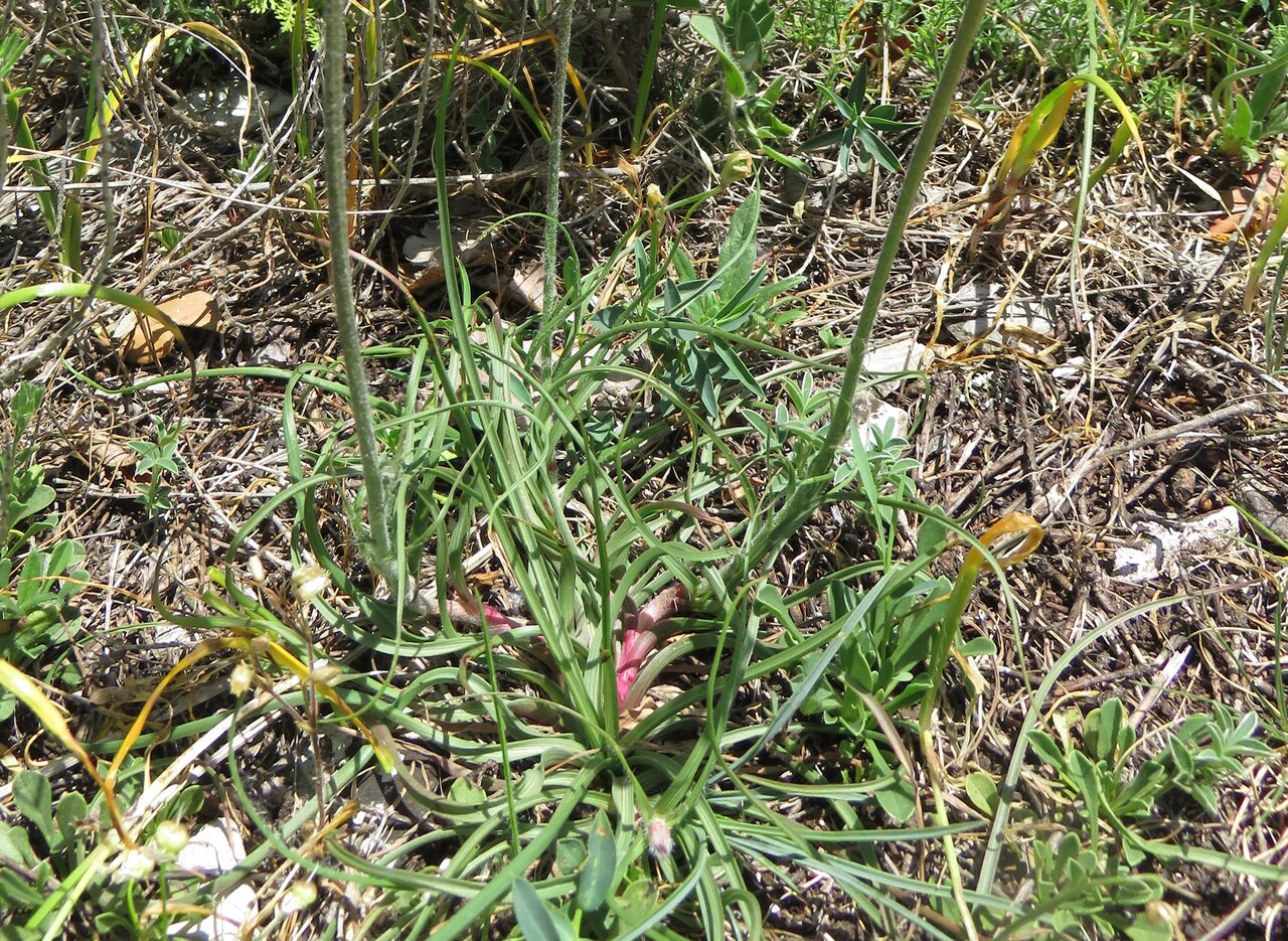 Image of Scorzonera villosa specimen.