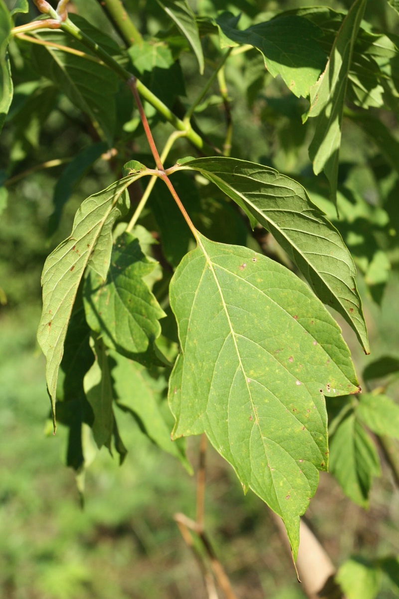 Image of Acer negundo specimen.