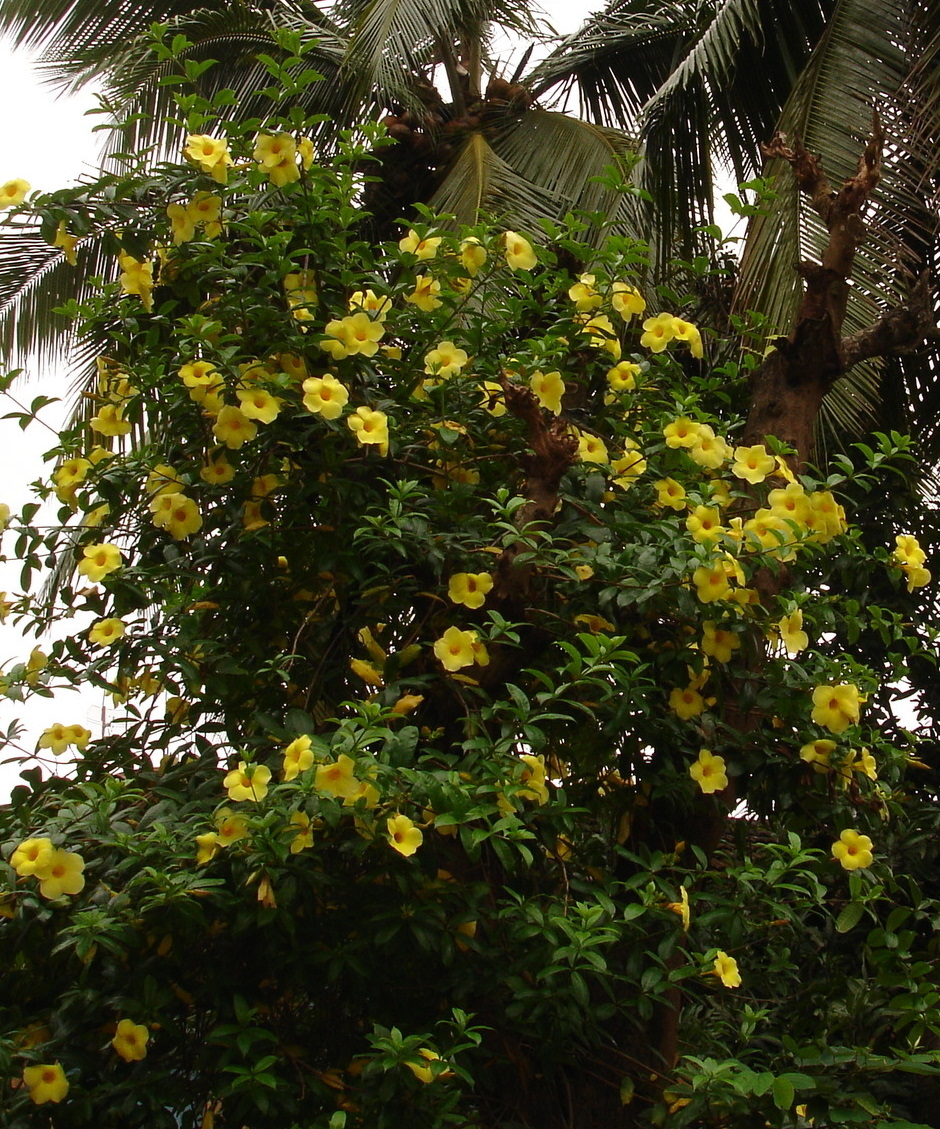 Image of Allamanda cathartica specimen.