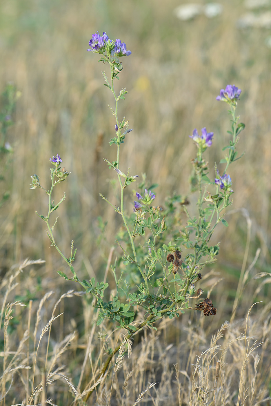 Изображение особи Medicago sativa.