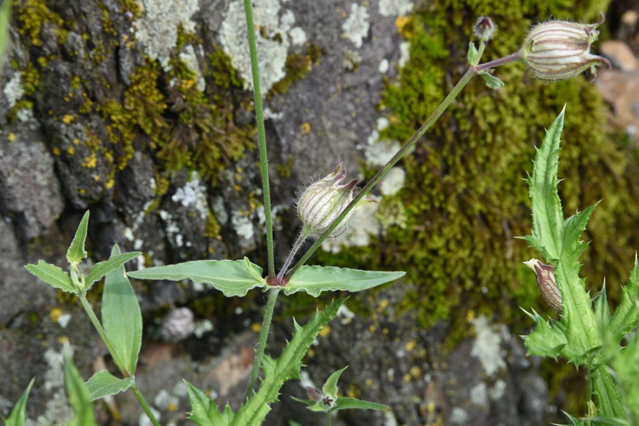 Image of Melandrium latifolium specimen.