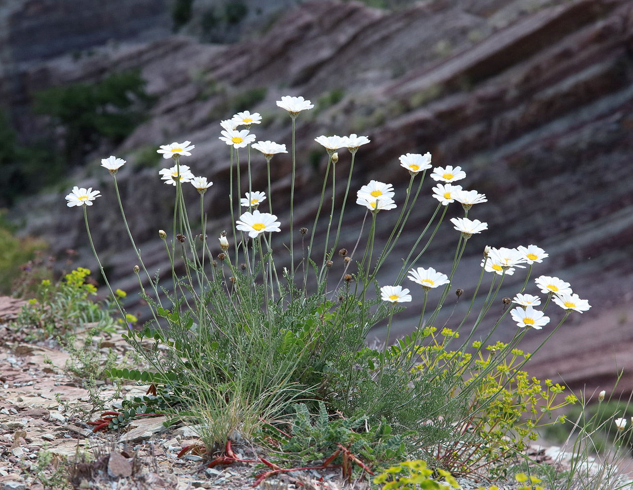 Image of Anthemis fruticulosa specimen.