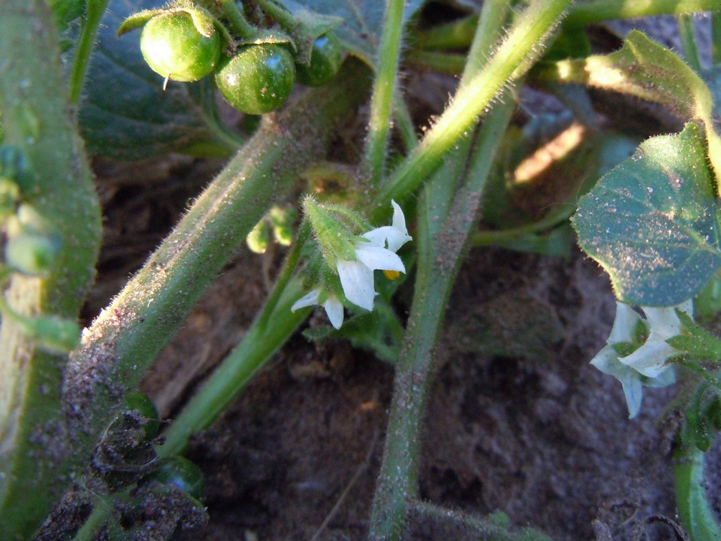 Image of Solanum physalifolium specimen.