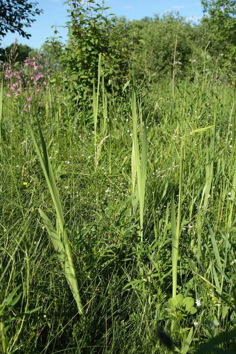 Image of Gladiolus imbricatus specimen.