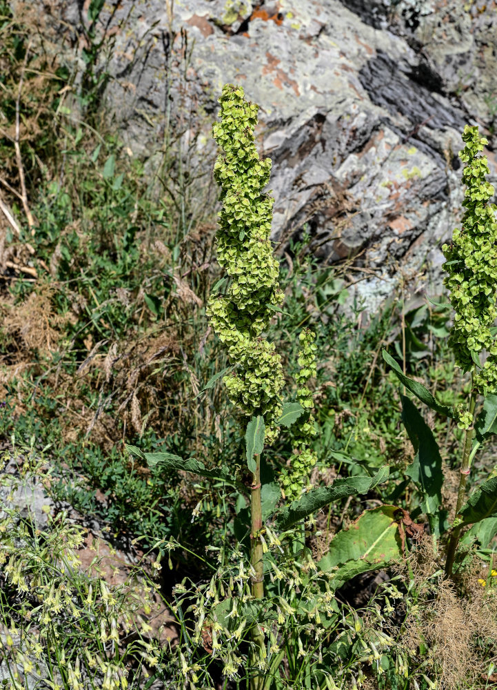 Image of genus Rumex specimen.