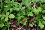 Rubus arcticus. Плодоносящее растение. Хабаровский край, р-н им. Полины Осипенко, с. Бриакан, опушка смешанного леса. 17.07.2021.