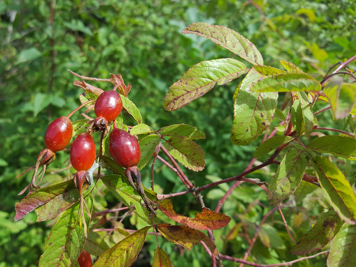 Image of genus Rosa specimen.