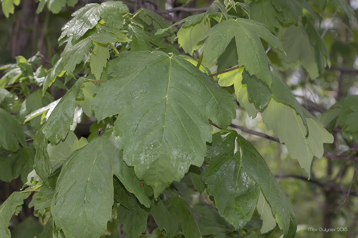 Image of Acer pseudoplatanus specimen.