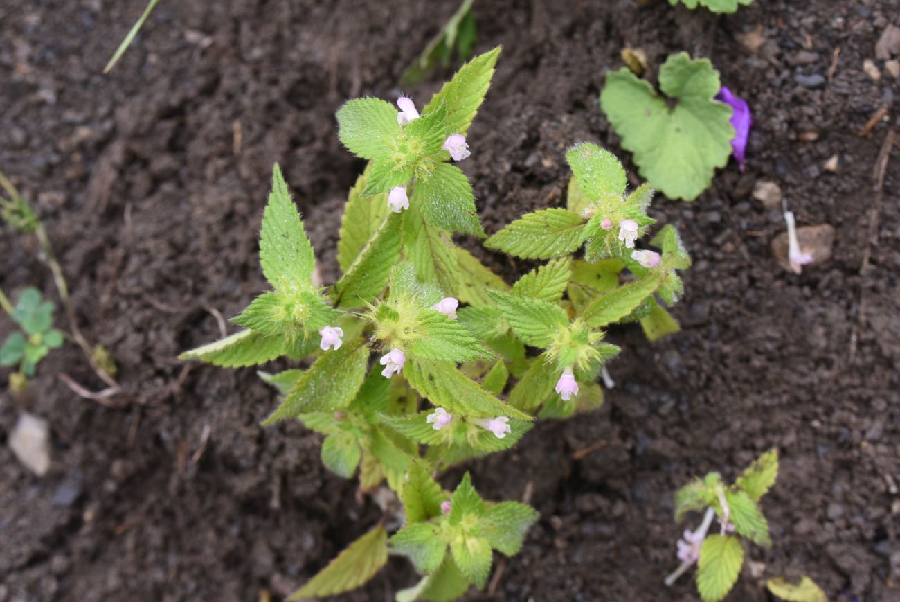 Изображение особи Galeopsis bifida.