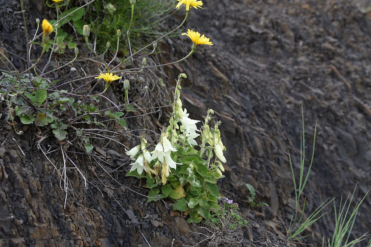 Изображение особи Campanula alliariifolia.