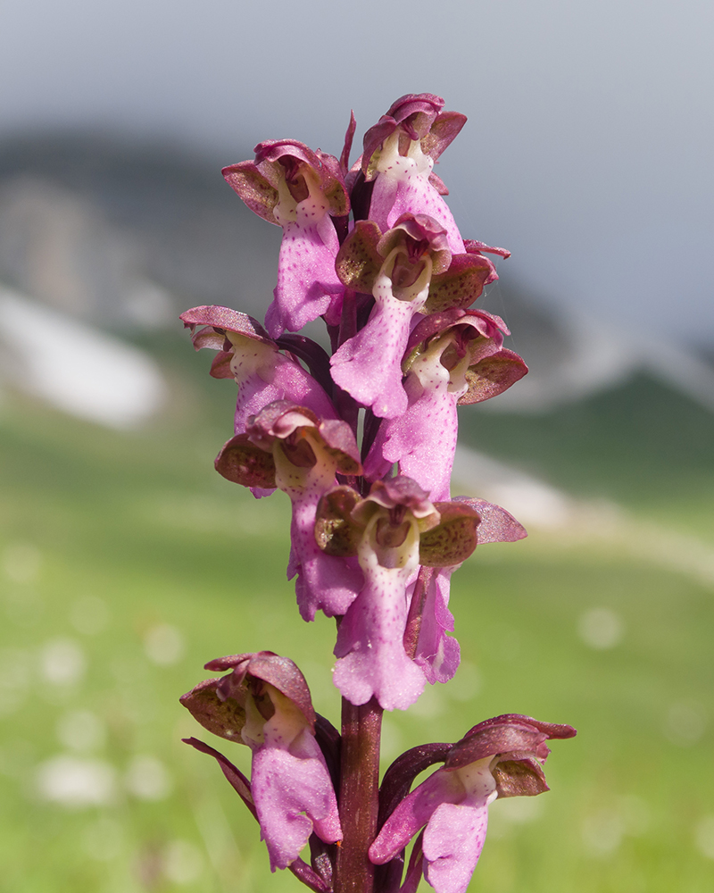 Image of Orchis spitzelii specimen.