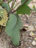 Sinapis arvensis. Нижняя часть побега с плодами. Дагестан, Докузпаринский р-н, окр. с. Текипиркент, обочина. 29 июня 2023 г.