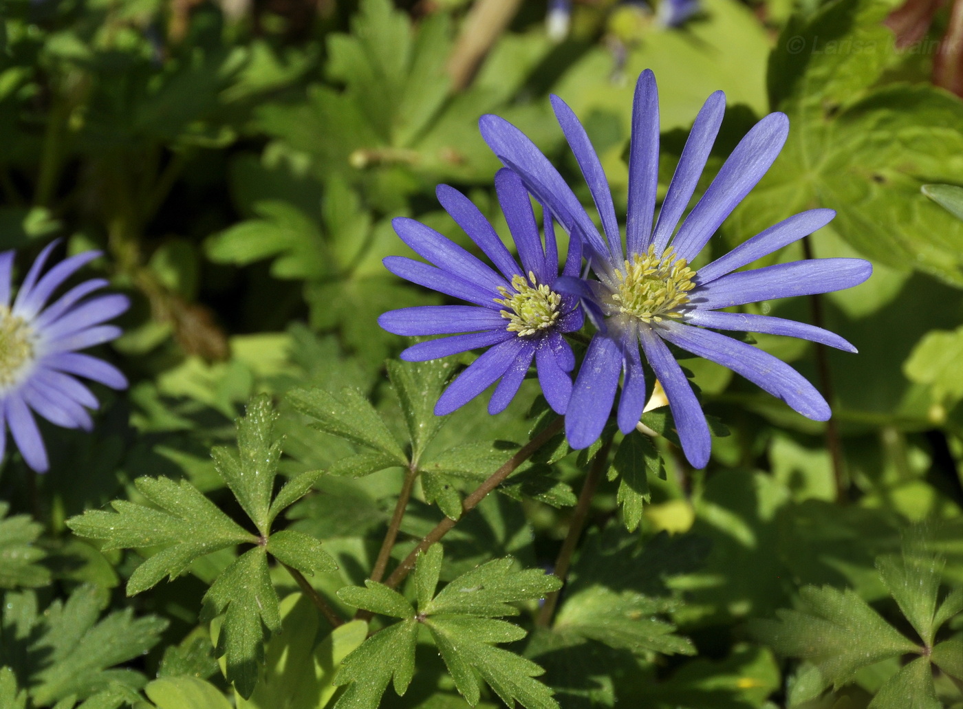 Image of Anemone caucasica specimen.