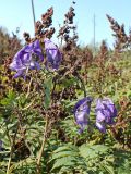 Aconitum sczukinii. Цветущие верхушки побегов, проросших сквозь заросли рябинника. Хабаровский край, окр. г. Комсомольск-на-Амуре. 28.08.2023.